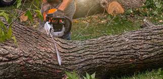 Best Tree Trimming and Pruning  in Carter Lake, IA