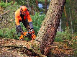 Why Choose Our Tree Removal Services in Carter Lake, IA?