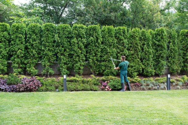 Best Storm Damage Tree Cleanup  in Carter Lake, IA