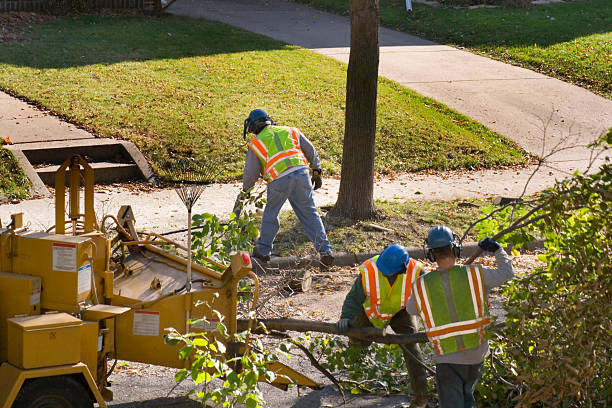 Best Tree and Shrub Care  in Carter Lake, IA