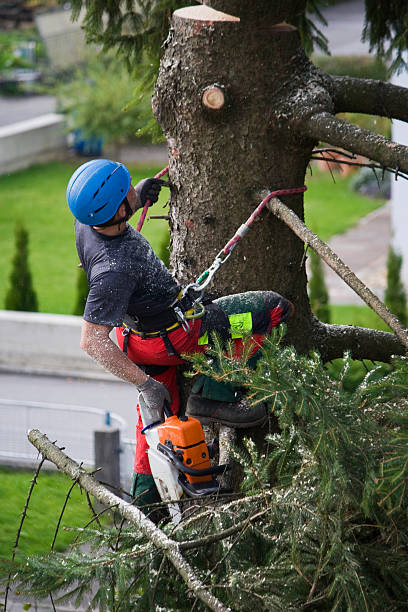 Carter Lake, IA  Tree Services Company