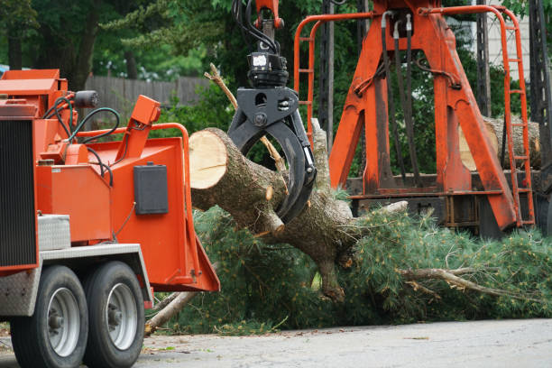 Best Tree Cabling and Bracing  in Carter Lake, IA