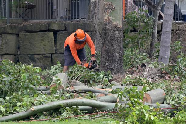 Best Tree Maintenance Programs  in Carter Lake, IA