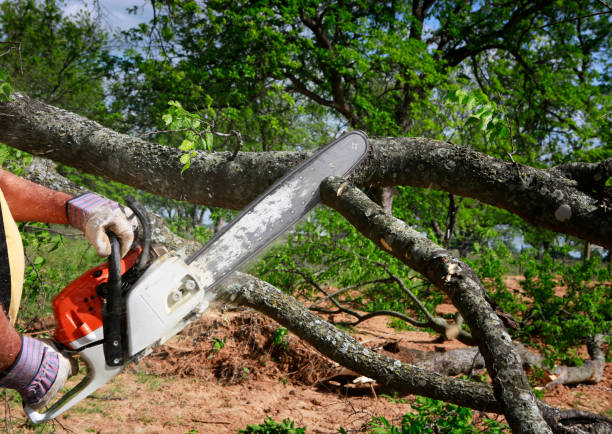 Best Seasonal Cleanup  in Carter Lake, IA