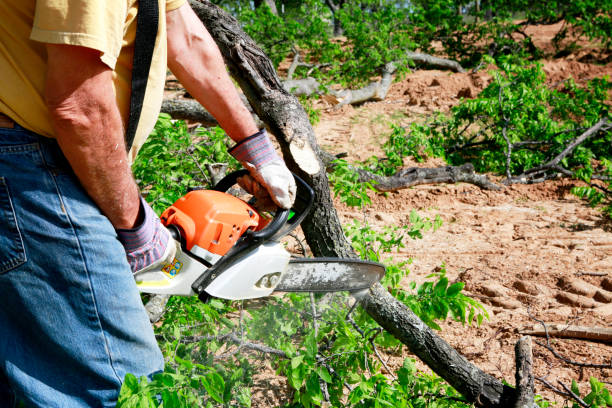 Best Arborist Consultation Services  in Carter Lake, IA